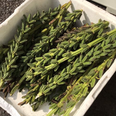 野菜と膝と発砲スチロール